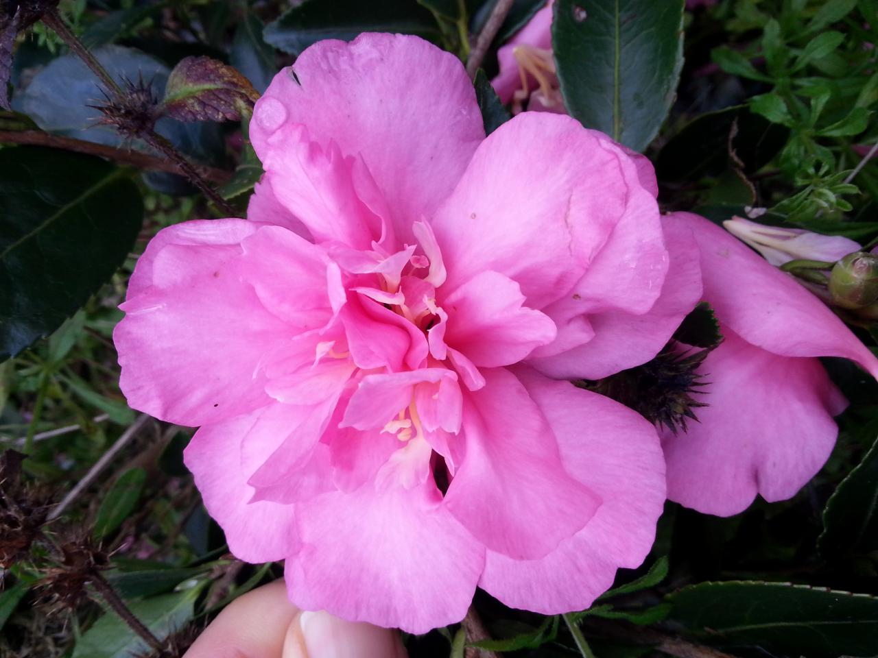 Camellia hiemelis 'Sparkling Burgundy' (2)
