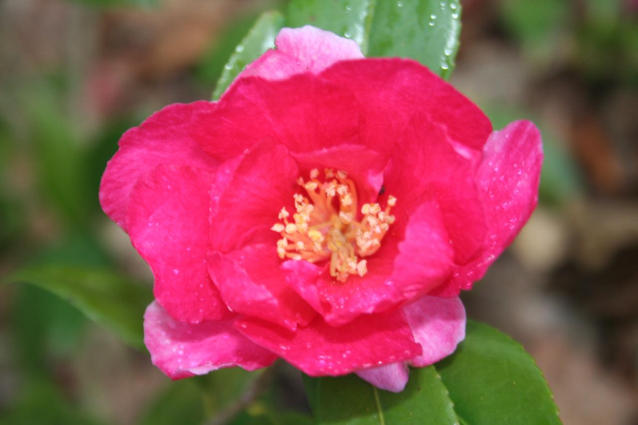 Camellia x 'Dot Splenger'