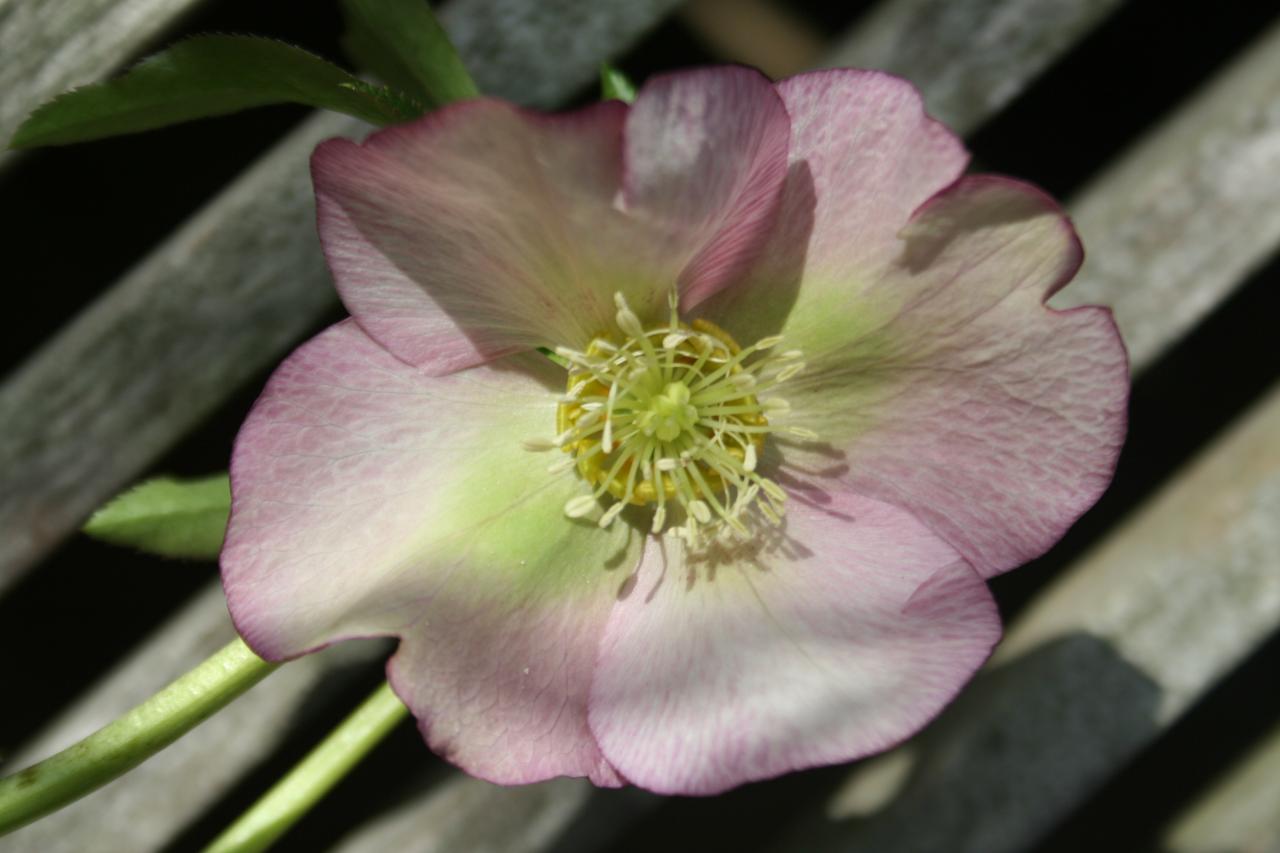 Helleborus orientalis 'Pink' Wilgenbroek Selection