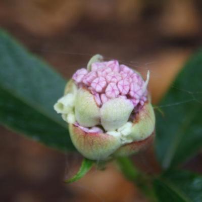 Hydrangea involucrata ssp. longifolia-2-