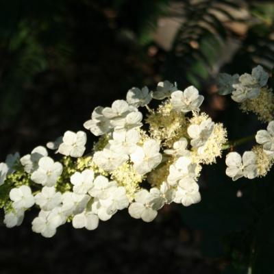 Hydrangea quercifolia 'Alice'-3-