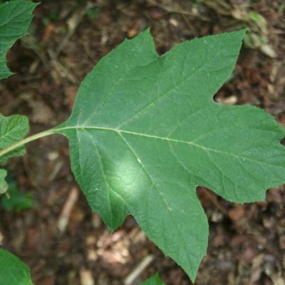 Hydrangea quercifolia 'Amethyst'-2-