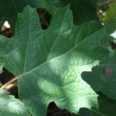 Hydrangea quercifolia 'Harmony'-3-