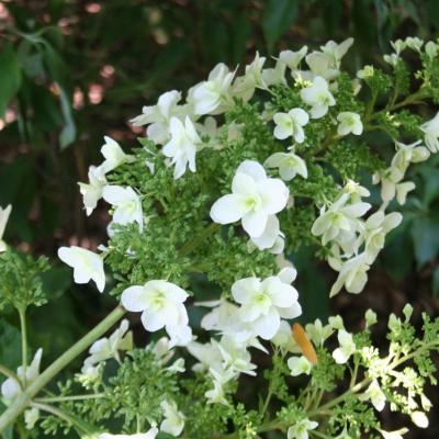 Hydrangea quercifolia SNOWFLAKE 'Brido'®-6-