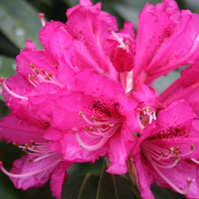 Rhododendron arboreum 'Roseum'
