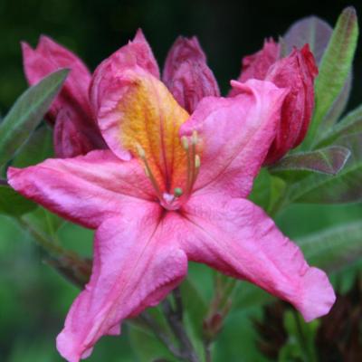 Rhododendron 'Berry Rose' (x de Knap hill)-2-
