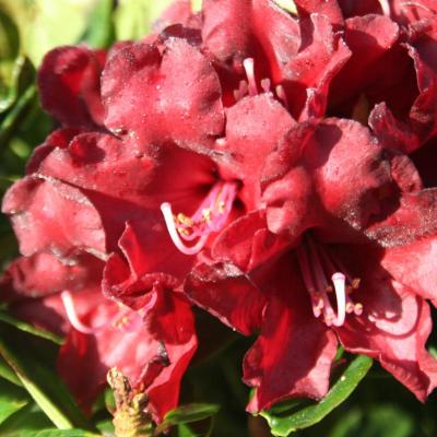 Rhododendron 'Black Magic'-3-