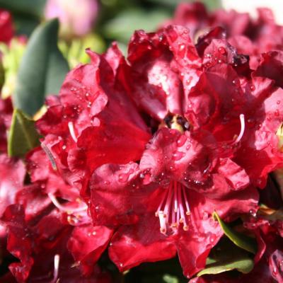 Rhododendron 'Black Magic'