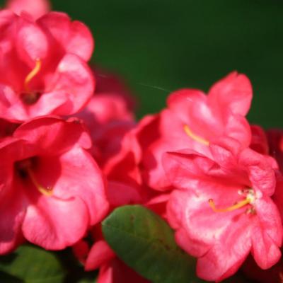 Rhododendron 'Burletta'-2-