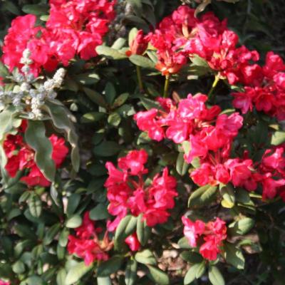 Rhododendron 'Burletta'