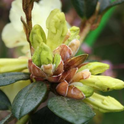 Rhododendron burmanicum