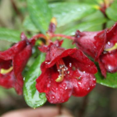 Rhododendron citrinifolium ssp. horaeum-3-