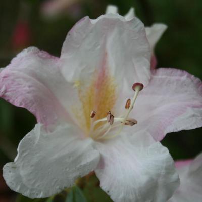 Rhododendron cubittii