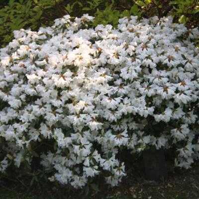 Rhododendron 'Dora Amateis'-3-