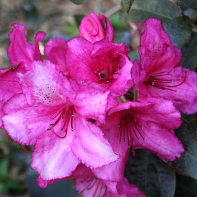 Rhododendron 'Ebony Pearl'-6-
