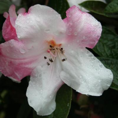 Rhododendron edgeworthii-4-
