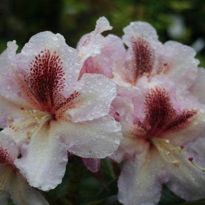 Rhododendron 'Extraordinaire'