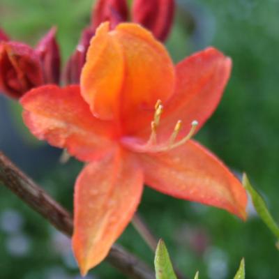 Rhododendron 'Golden Eagle'-4-