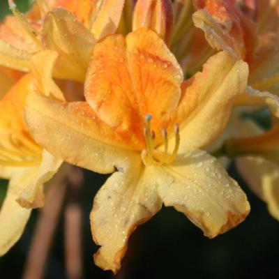 Rhododendron 'Golden Flare'-2-