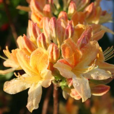 Rhododendron 'Golden Flare'