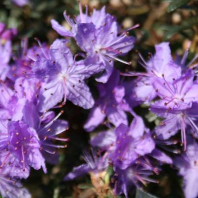 Rhododendron 'Intrifast Group'