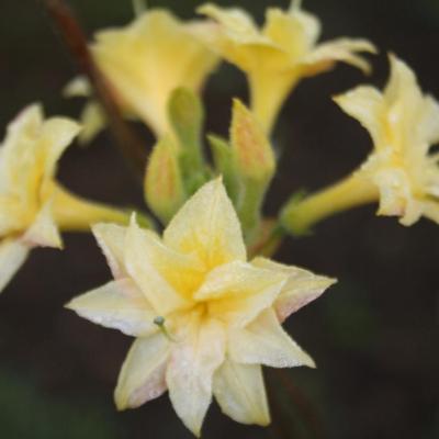 Rhododendron 'Narcissiflorum'-8-