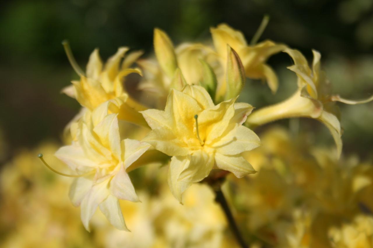 Rhododendron 'Narcissiflorum' (x de Ghent) -7-