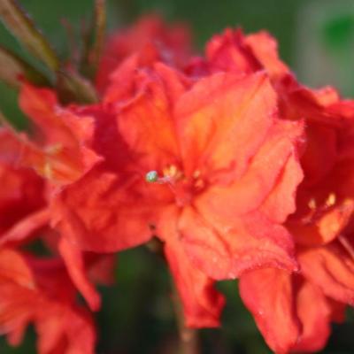 Rhododendron 'Trevarez'-4-