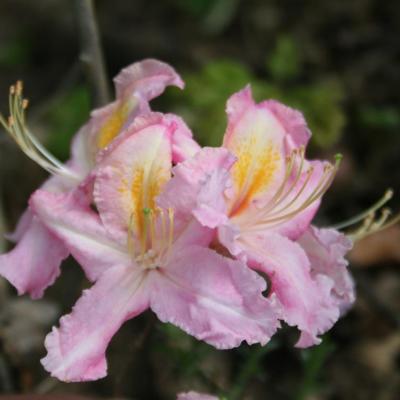 Rhododendron 'Tri-Lights'-5-