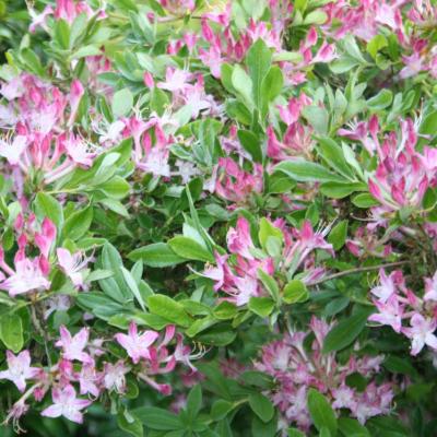 Rhododendron viscosum Oblongifolium Group-5-
