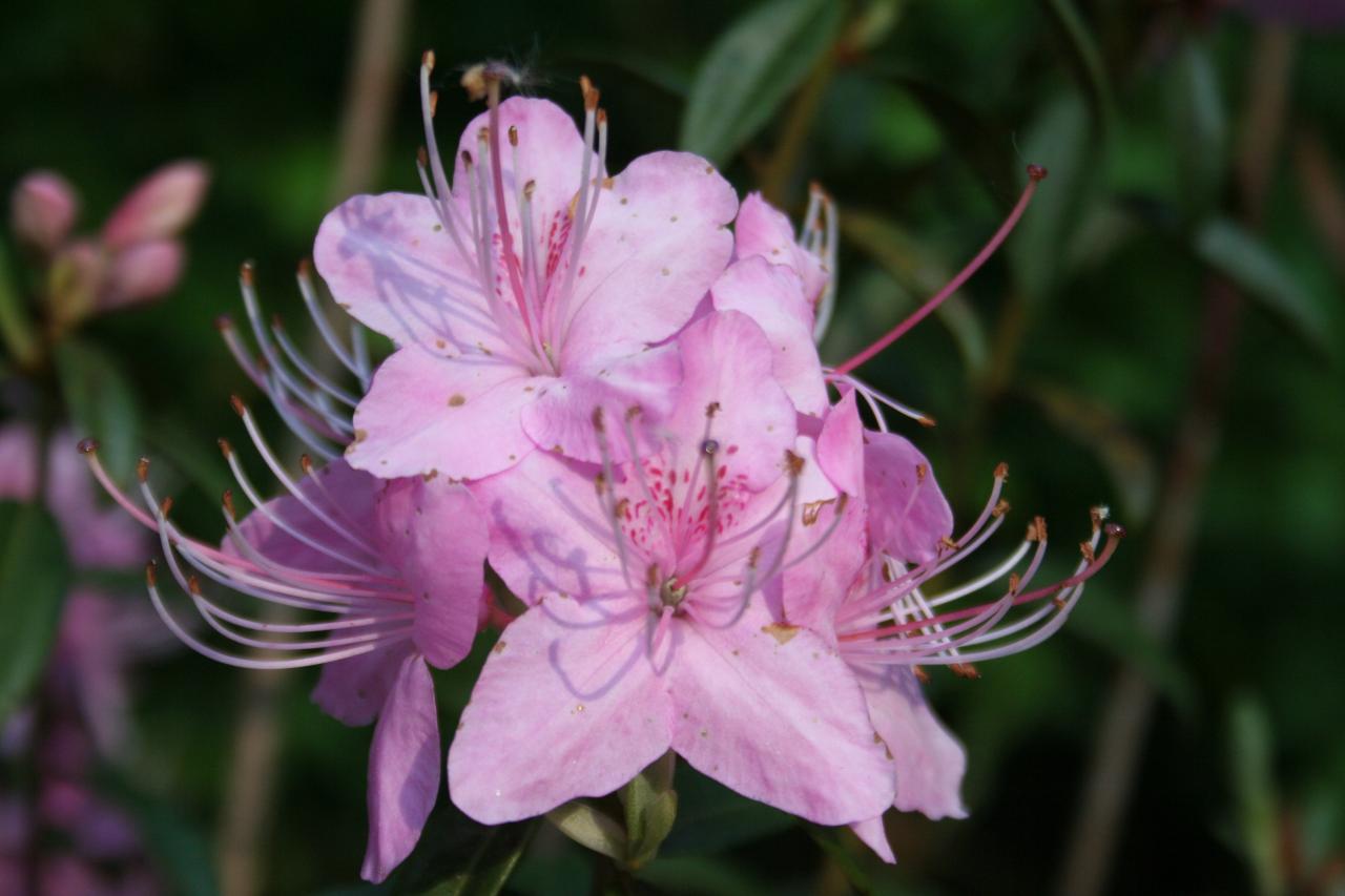 Rhododendron yunnanense-7-