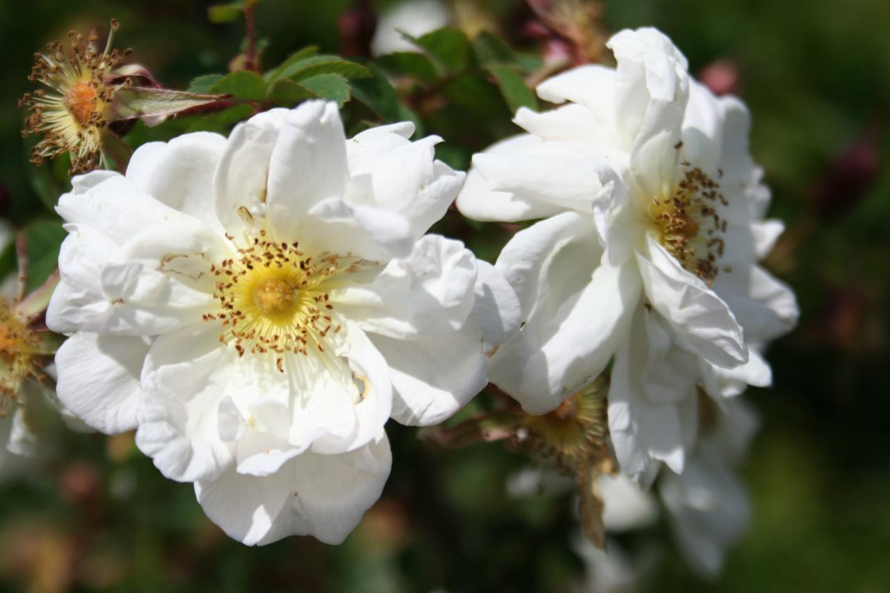 Rosa pimpinellifolia-4-