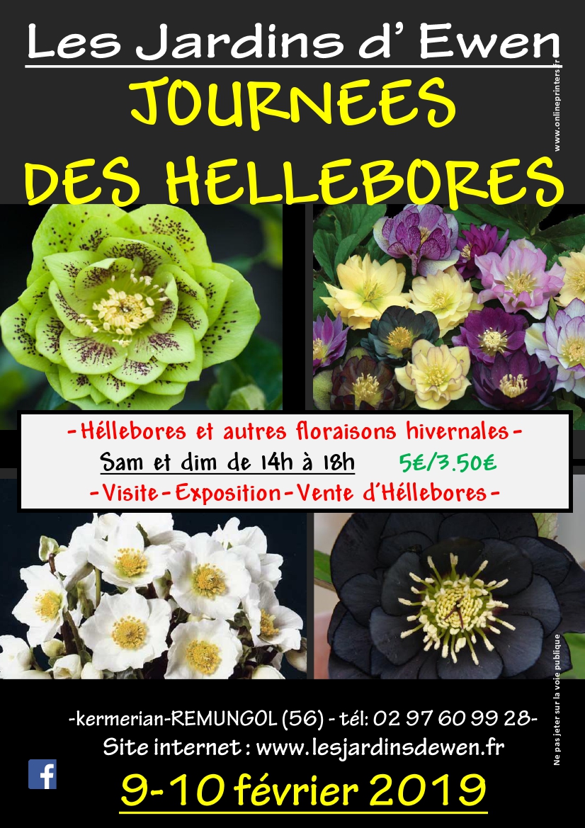 Affiche hellebores 2020