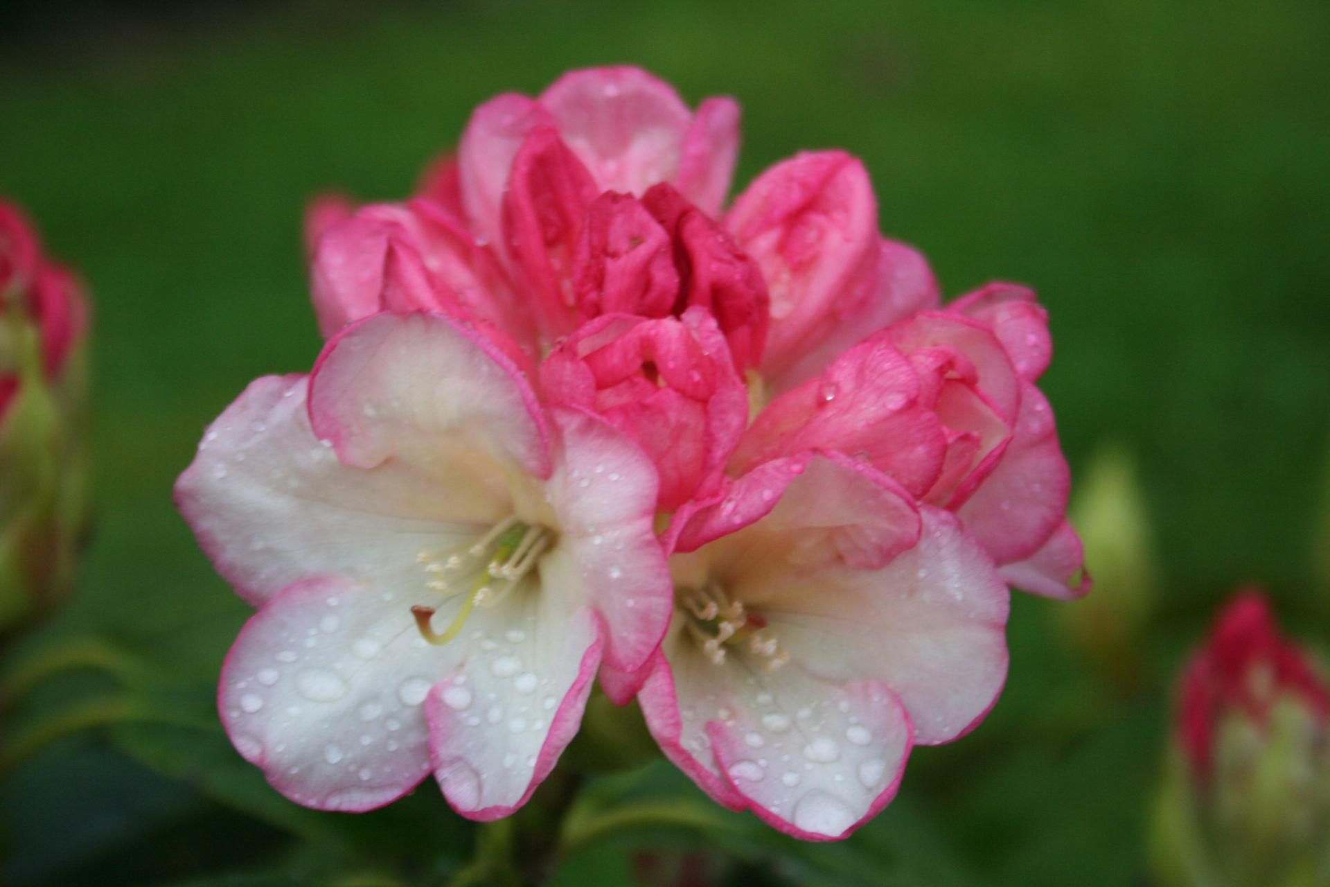 Rhododendron alutaceum ssp alutaceum 5