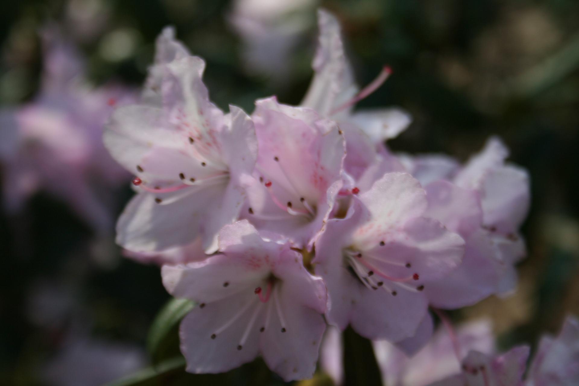 Rhododendron rubiginosum 2