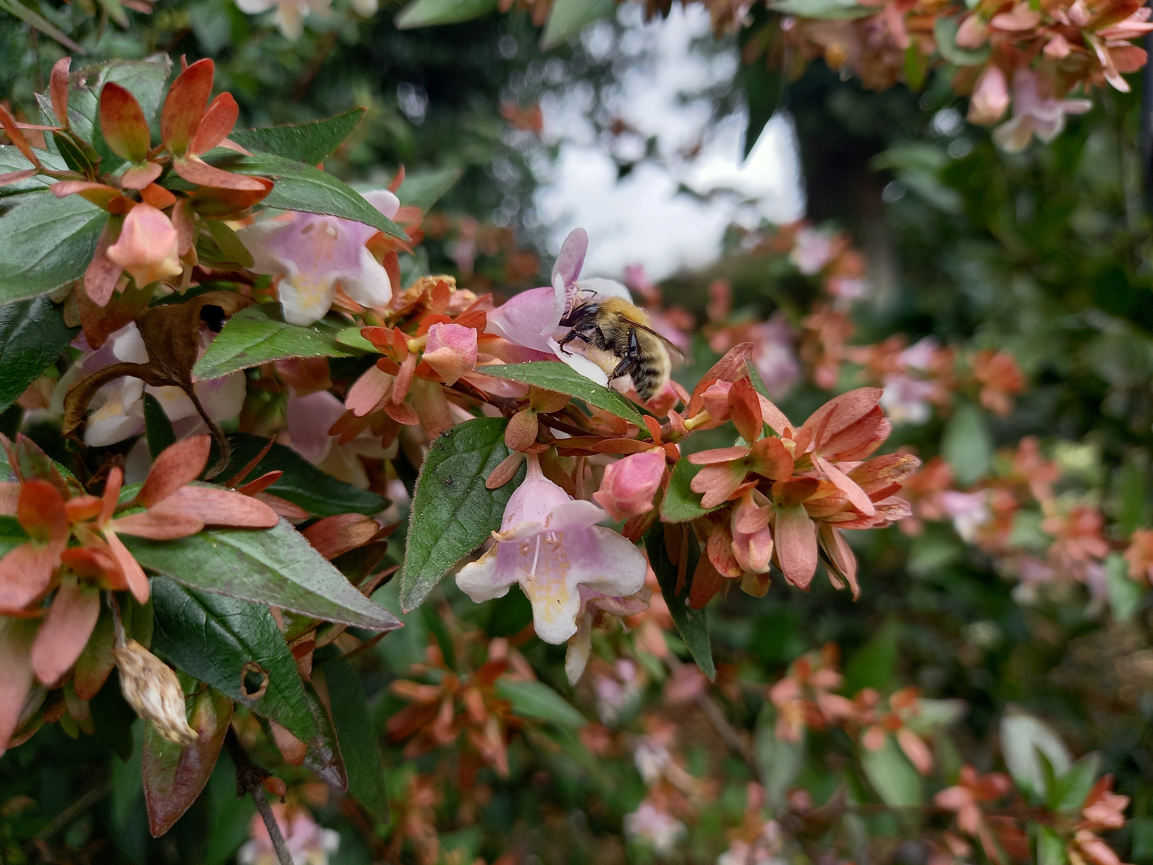 Abelia schumannii