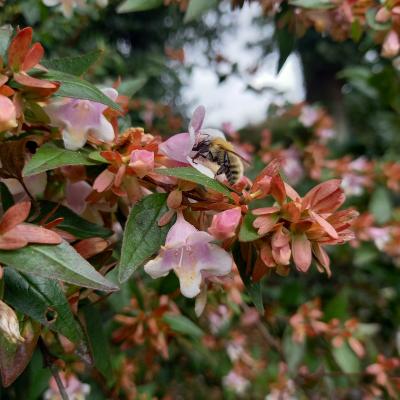 Abelia schumannii