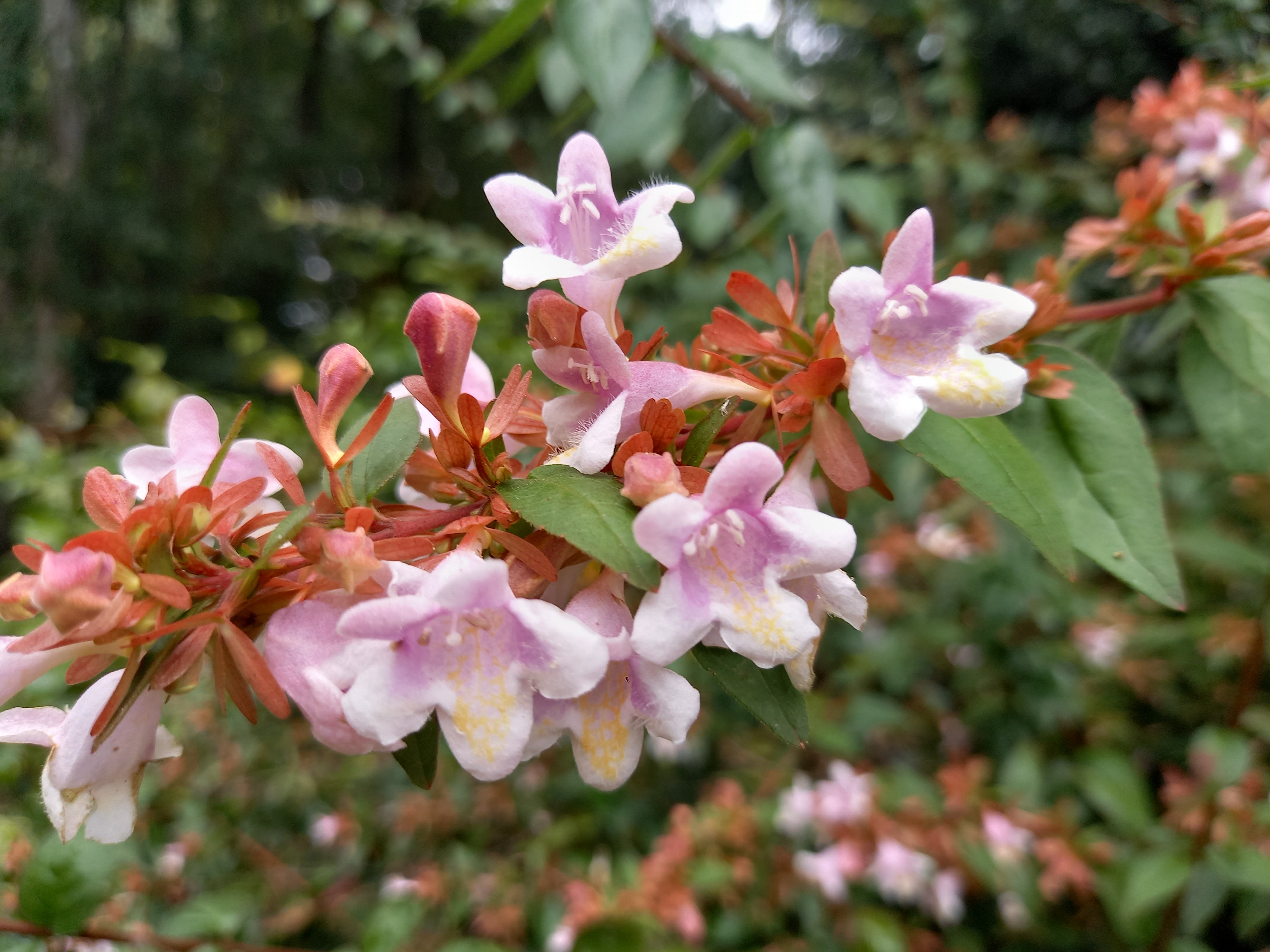 Abelia schumannii