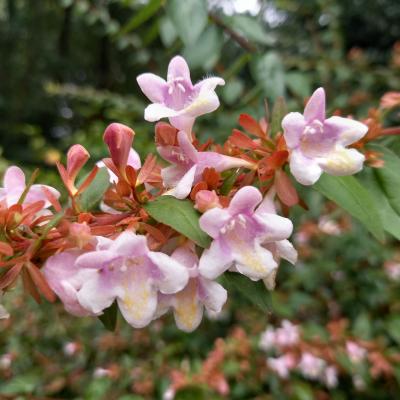 Abelia schumannii