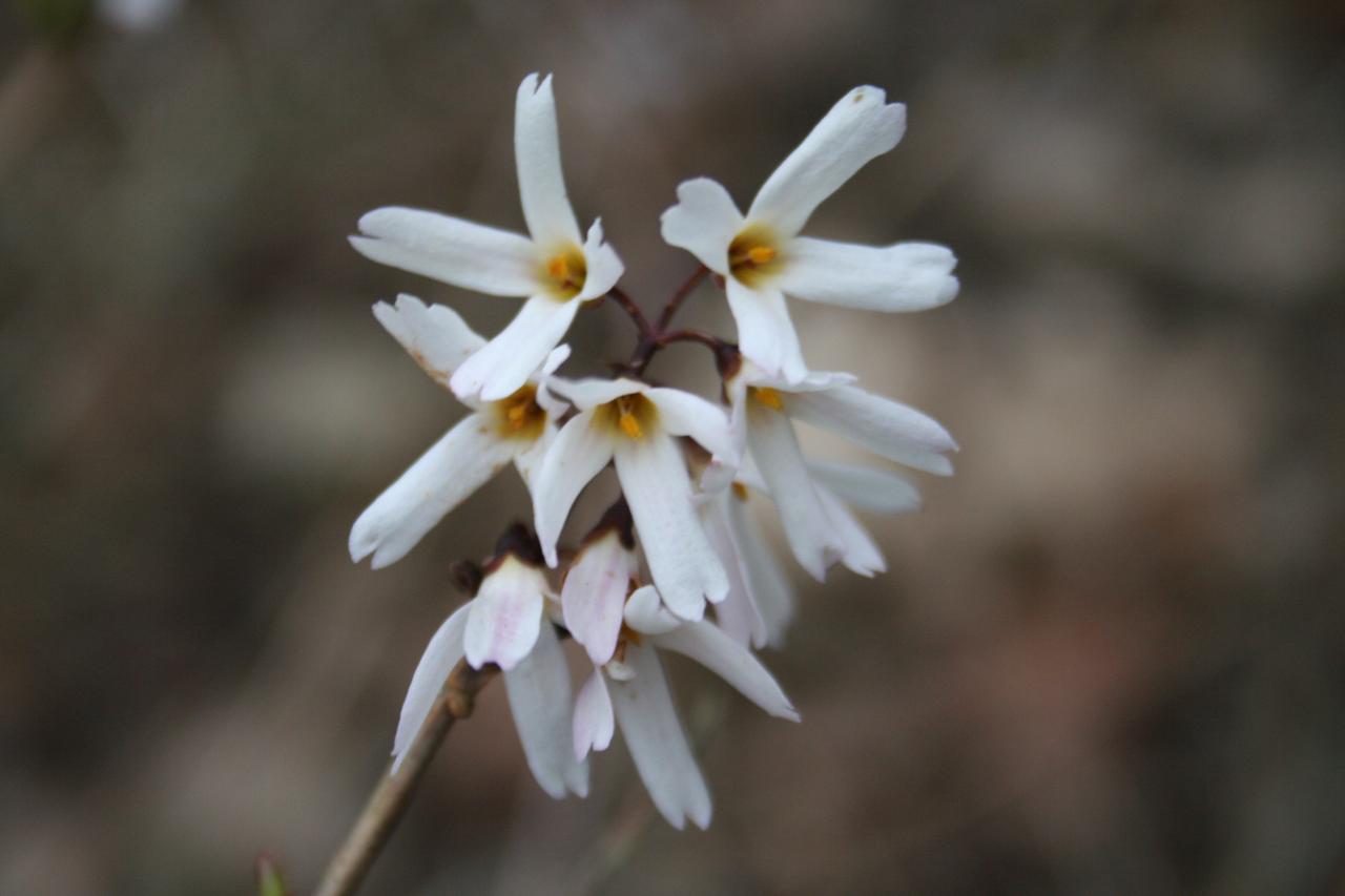 Abeliophyllum distichum