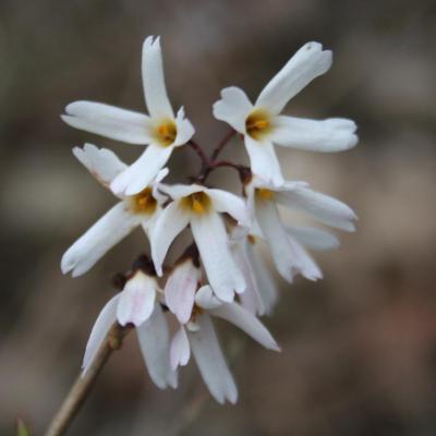 Abeliophyllum distichum