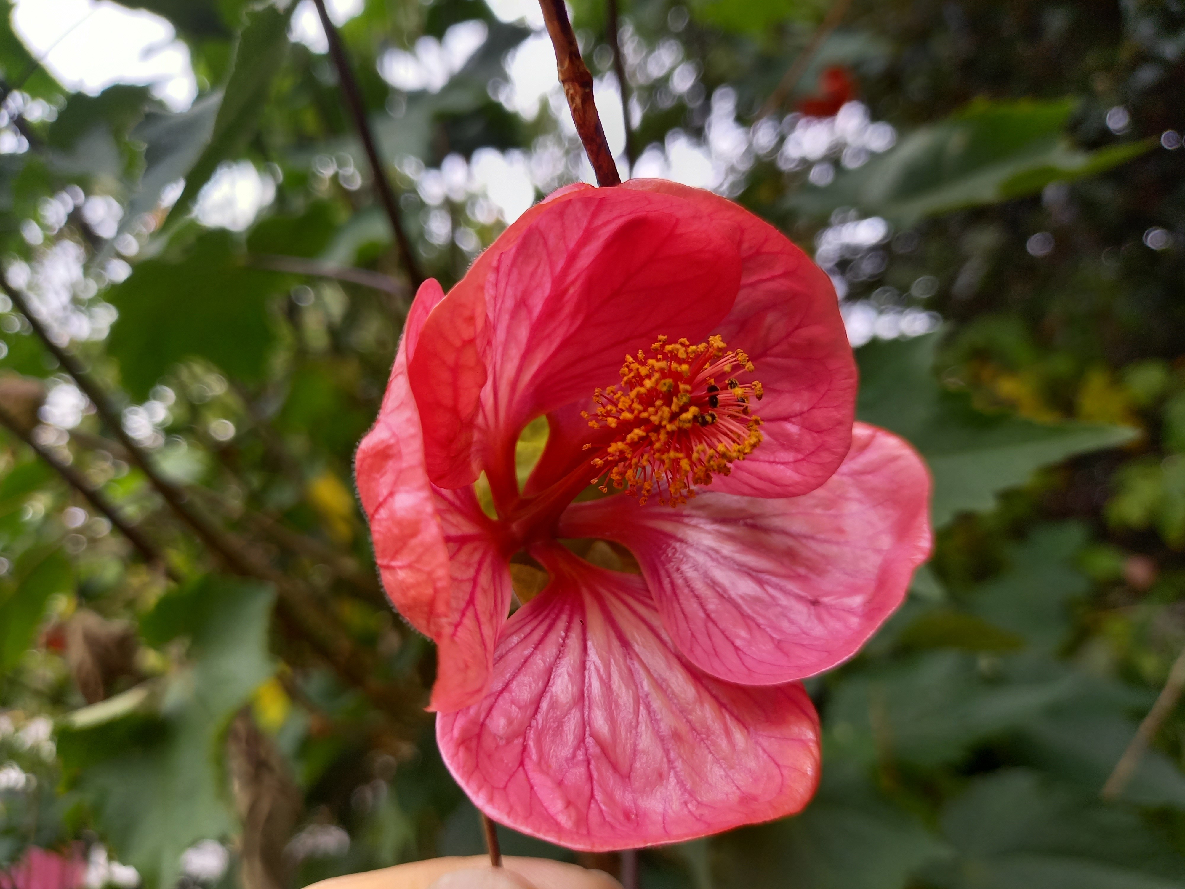 Abutilon indeterminé