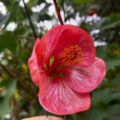 Abutilon indeterminé