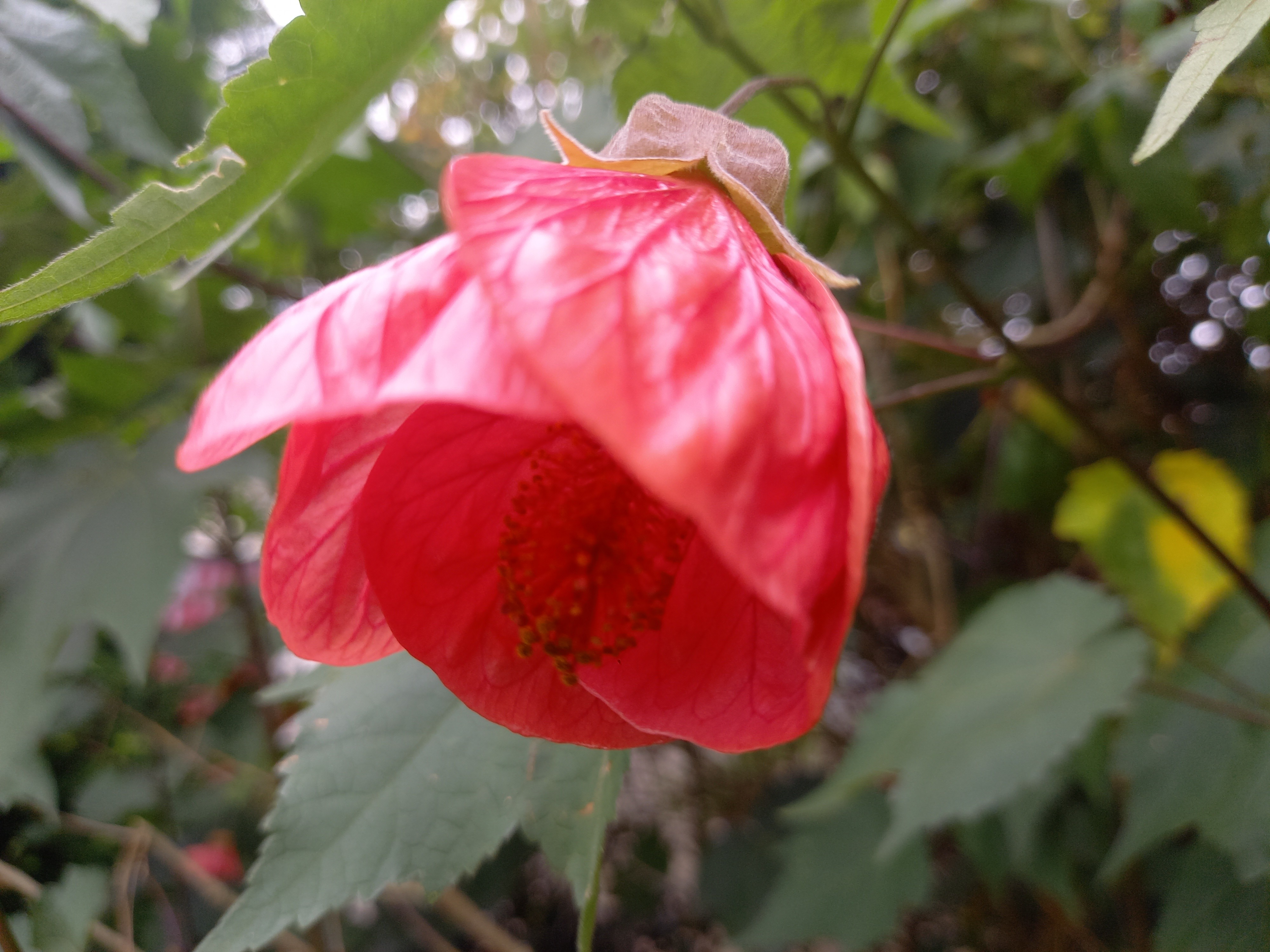 Abutilon indeterminé