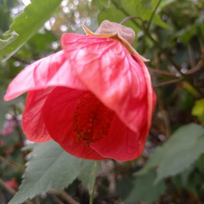 Abutilon indeterminé