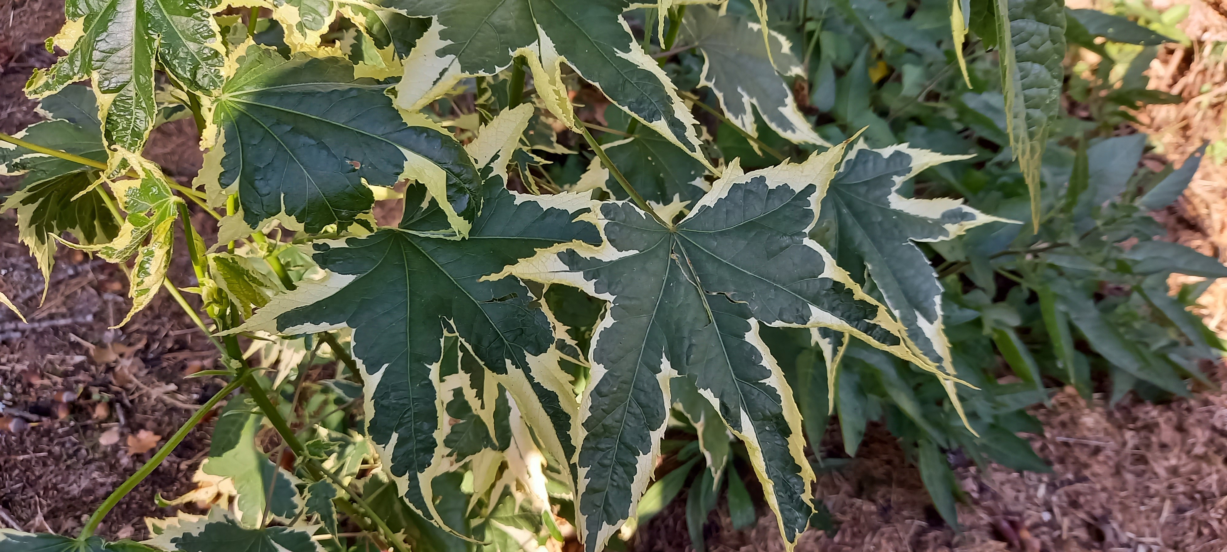 Abutilon x 'Souvenir de Bonn'