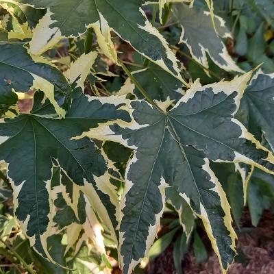 Abutilon x 'Souvenir de Bonn'