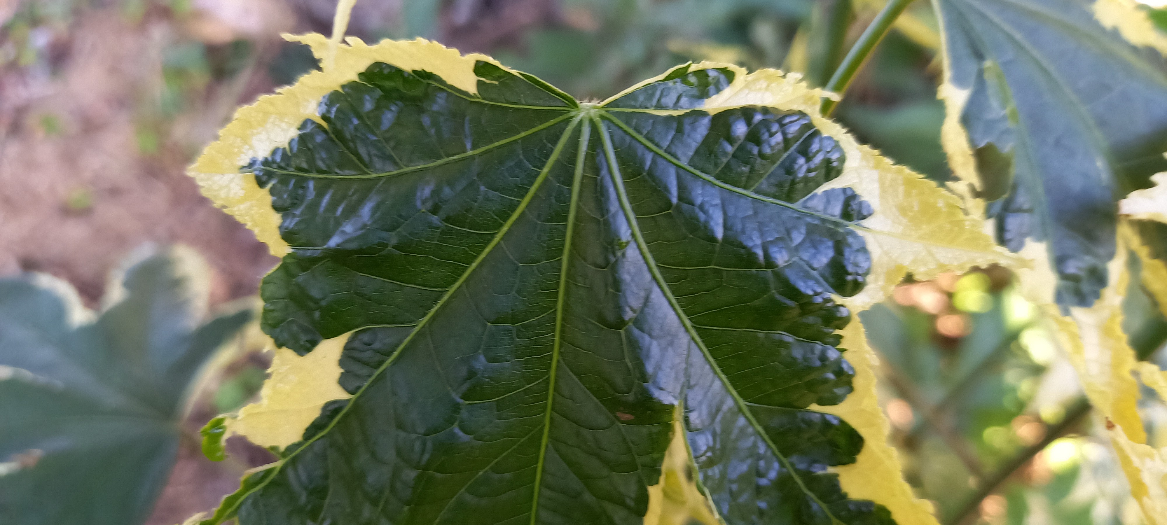 Abutilon x 'Souvenir de Bonn'