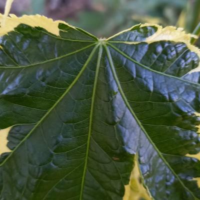 Abutilon x 'Souvenir de Bonn'