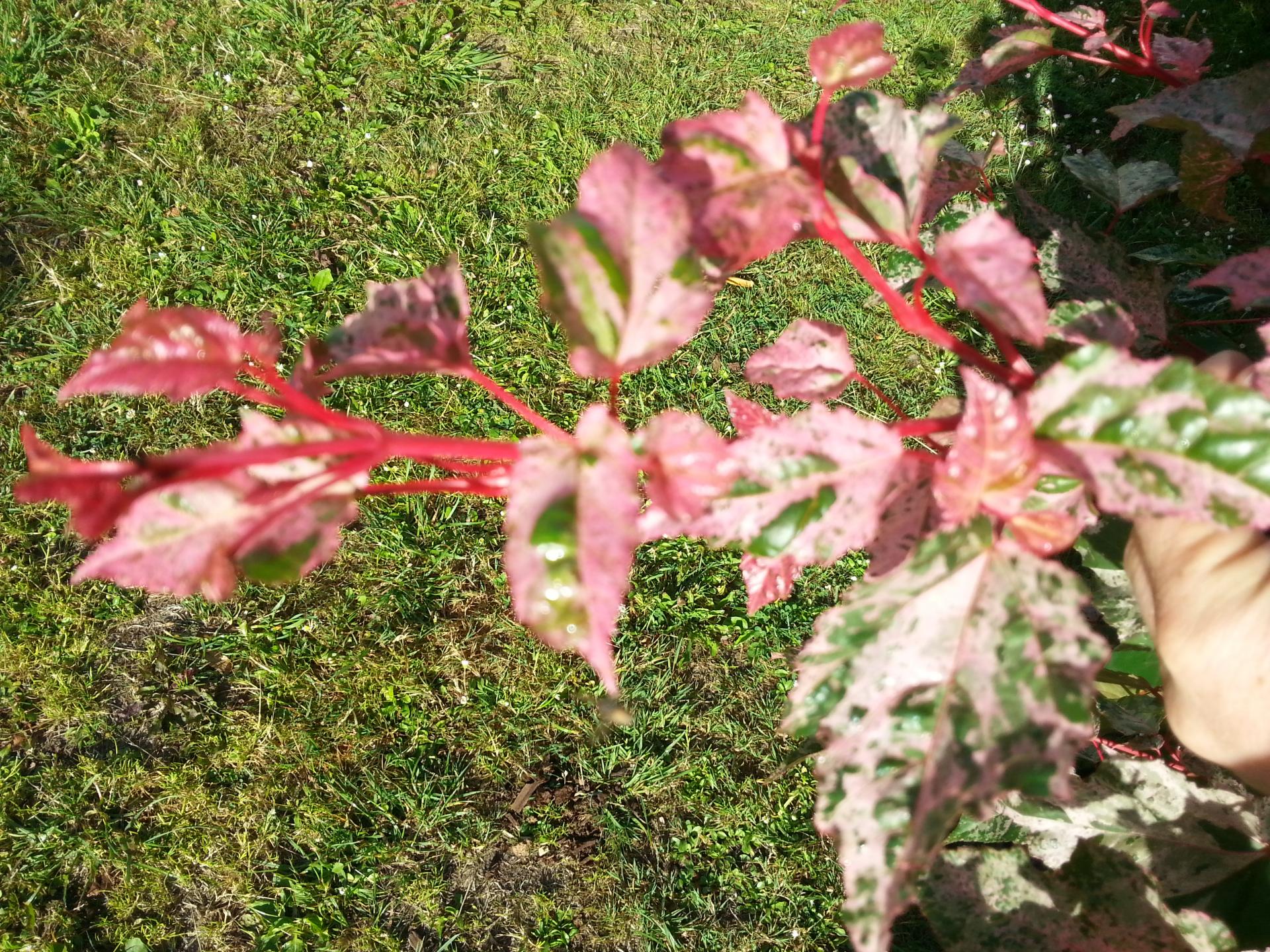 Acer conspicuum 'Red Flamingo'